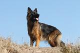 BERGER ALLEMAND 047